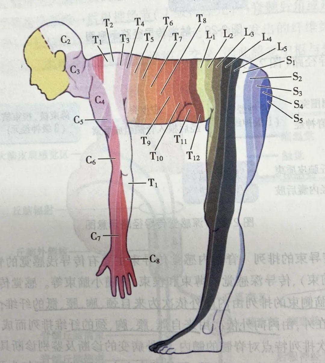 脊神经节段