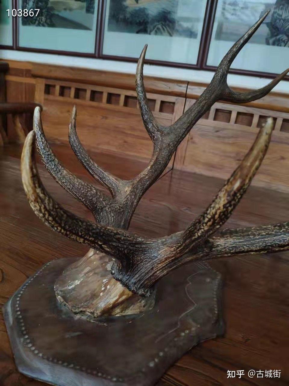清末民国时期一对老鹿角长88宽65高56厘米鹿角最粗直径75厘