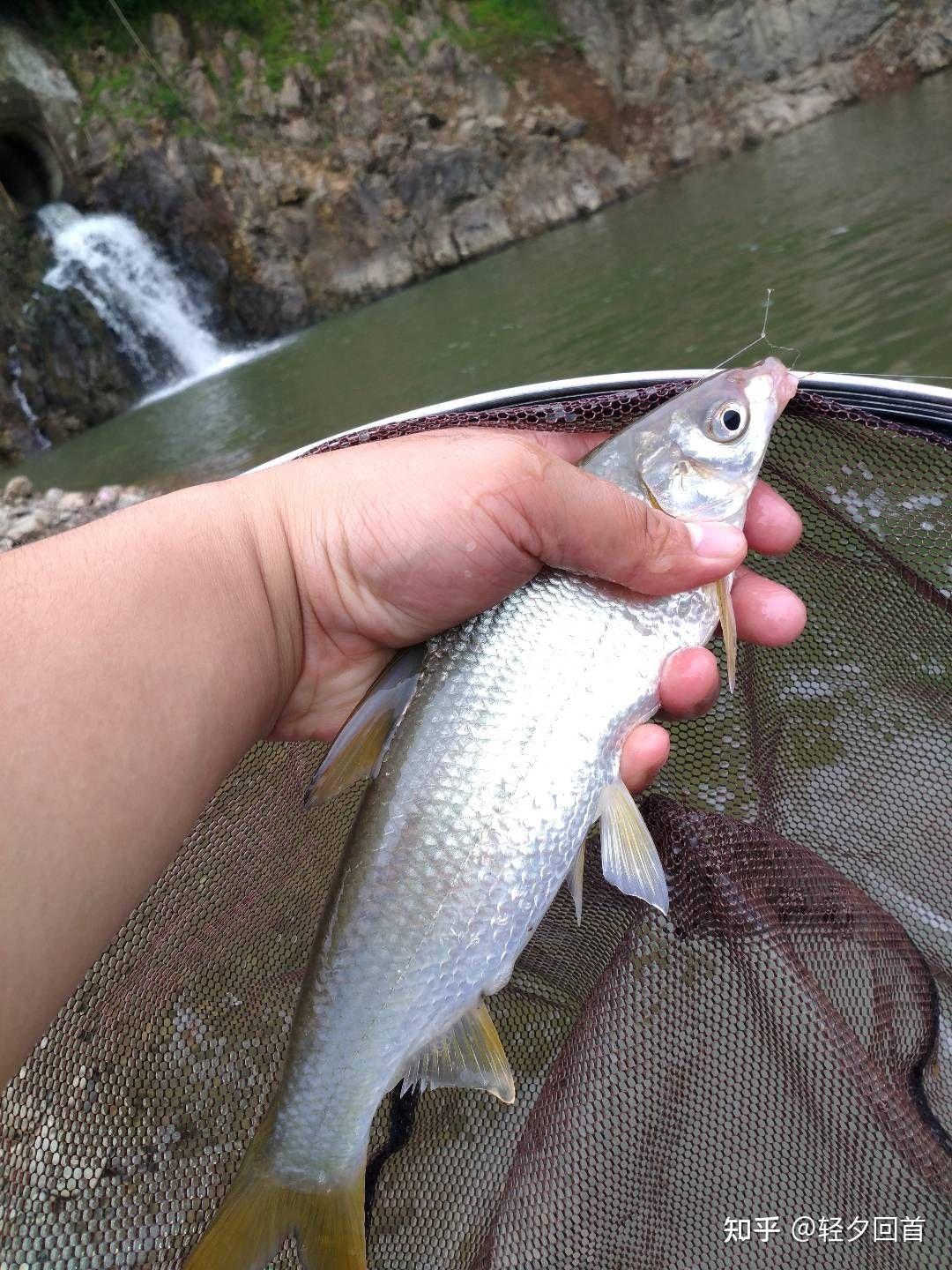 在比较浅的小溪里生活的小鱼是什么种类的鱼? - 知乎