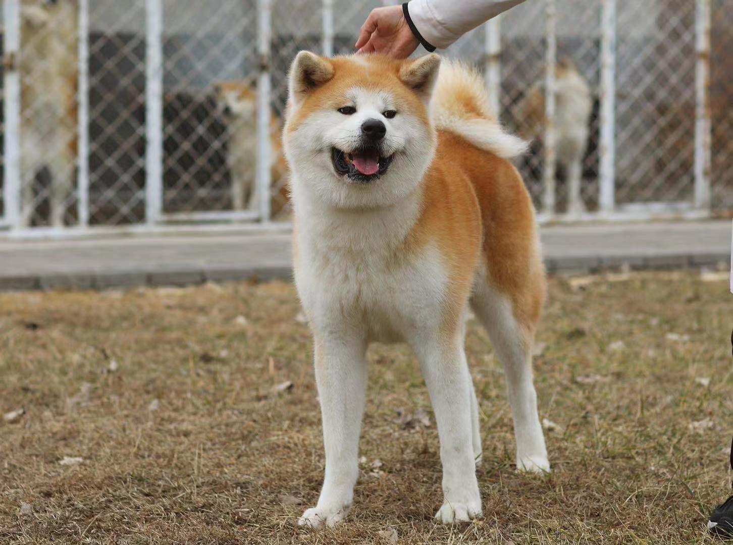 八州大和号中国秋田犬市场再次迎来了属于自己的名誉章种公