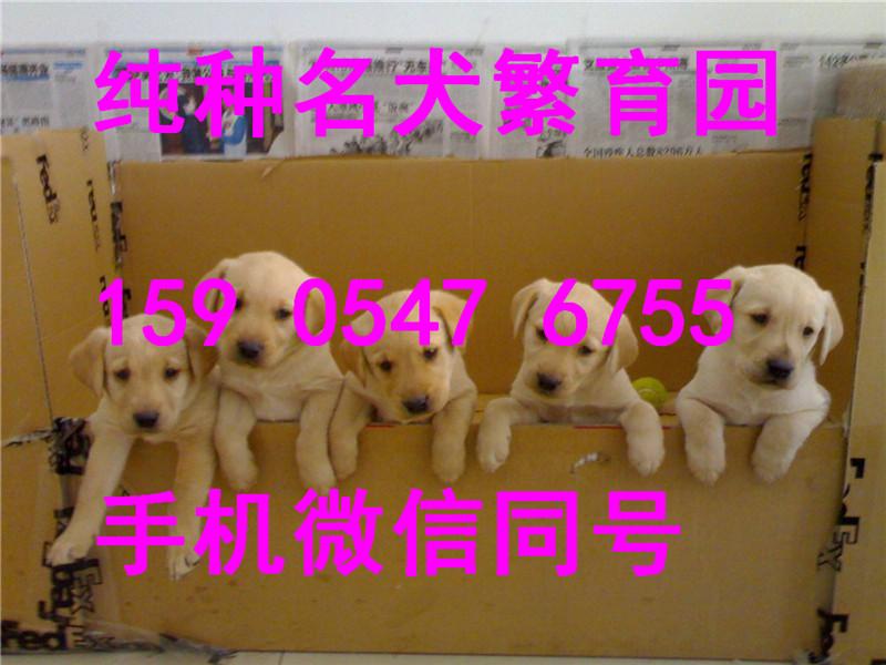v2-bb1ba8d23ce47fb436d9c333b786ae1b_1440w.jpg?source=172ae18b