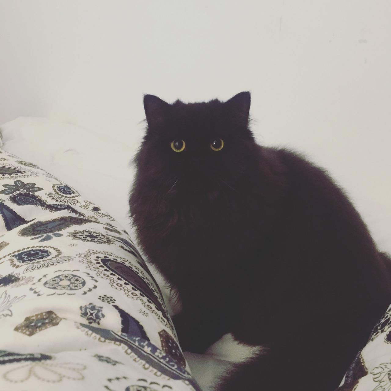 中国常见的猫的品种里有长毛黑猫吗?如果没有,有什么科学道理吗?