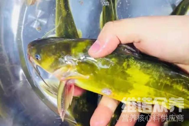 黄骨鱼怎么养的很大,自己配黄骨鱼饲料配方 - 知乎