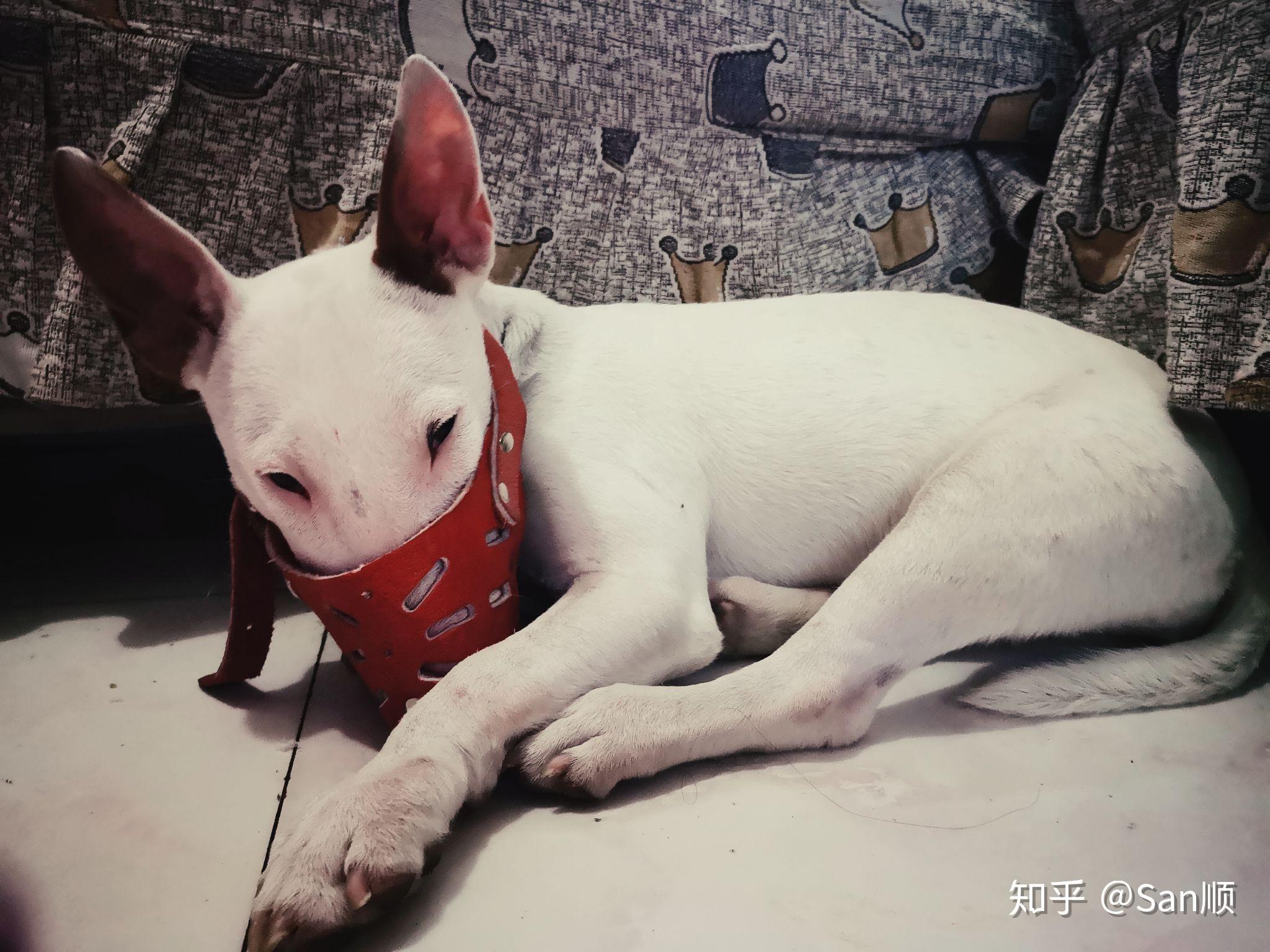 狗狗戴上嘴套都抑郁吗? - 知乎