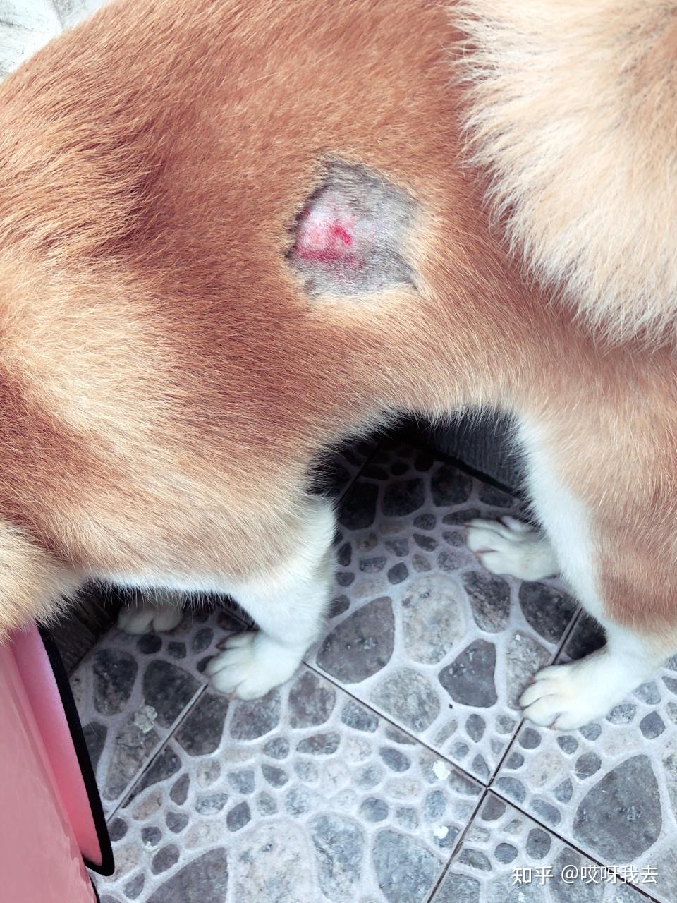 秋田犬有体臭吗