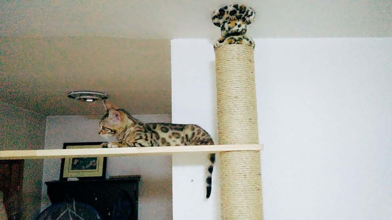 猫爬架diy教程 准备阶段 知乎 猫爬架diy教程 准备阶段 知乎