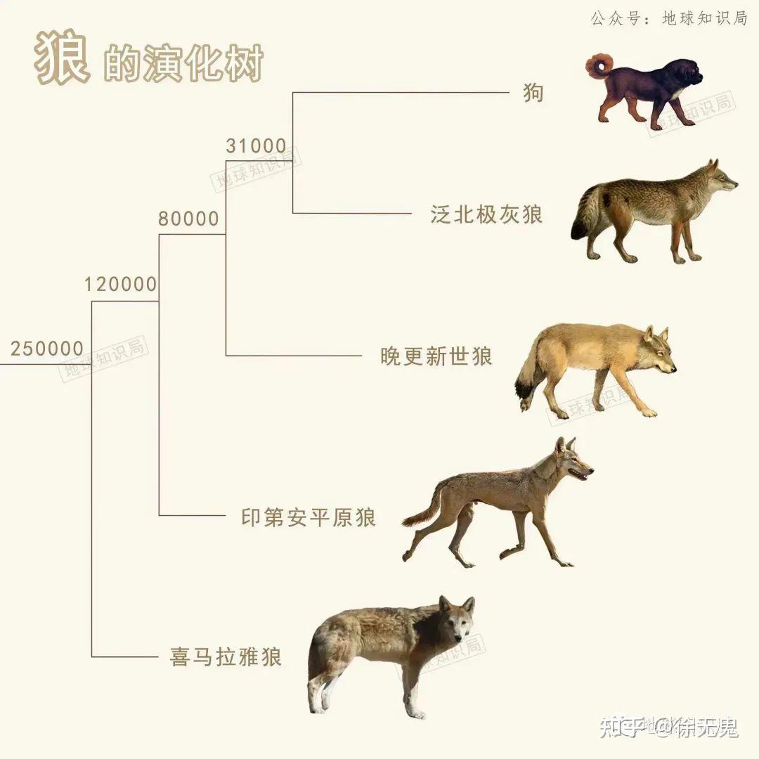 狗狗的历史 - 知乎
