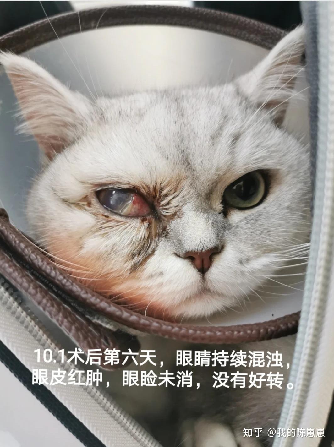 猫咪做完第三眼睑包埋手术后