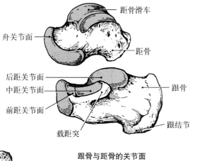 解剖学笔记 下肢 关节 骨 知乎