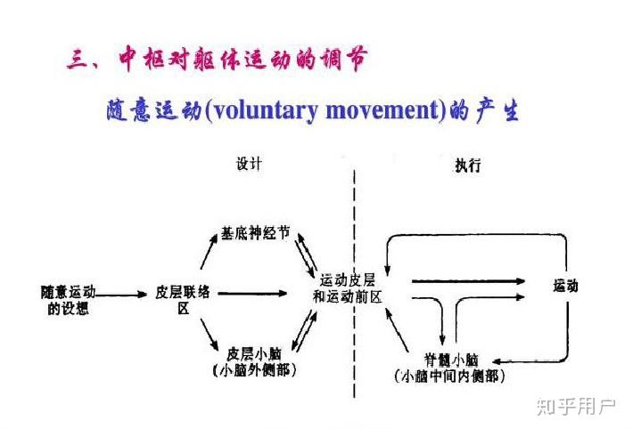 运动分为反射运动,随意运动和节律运动,有啥区别 知乎