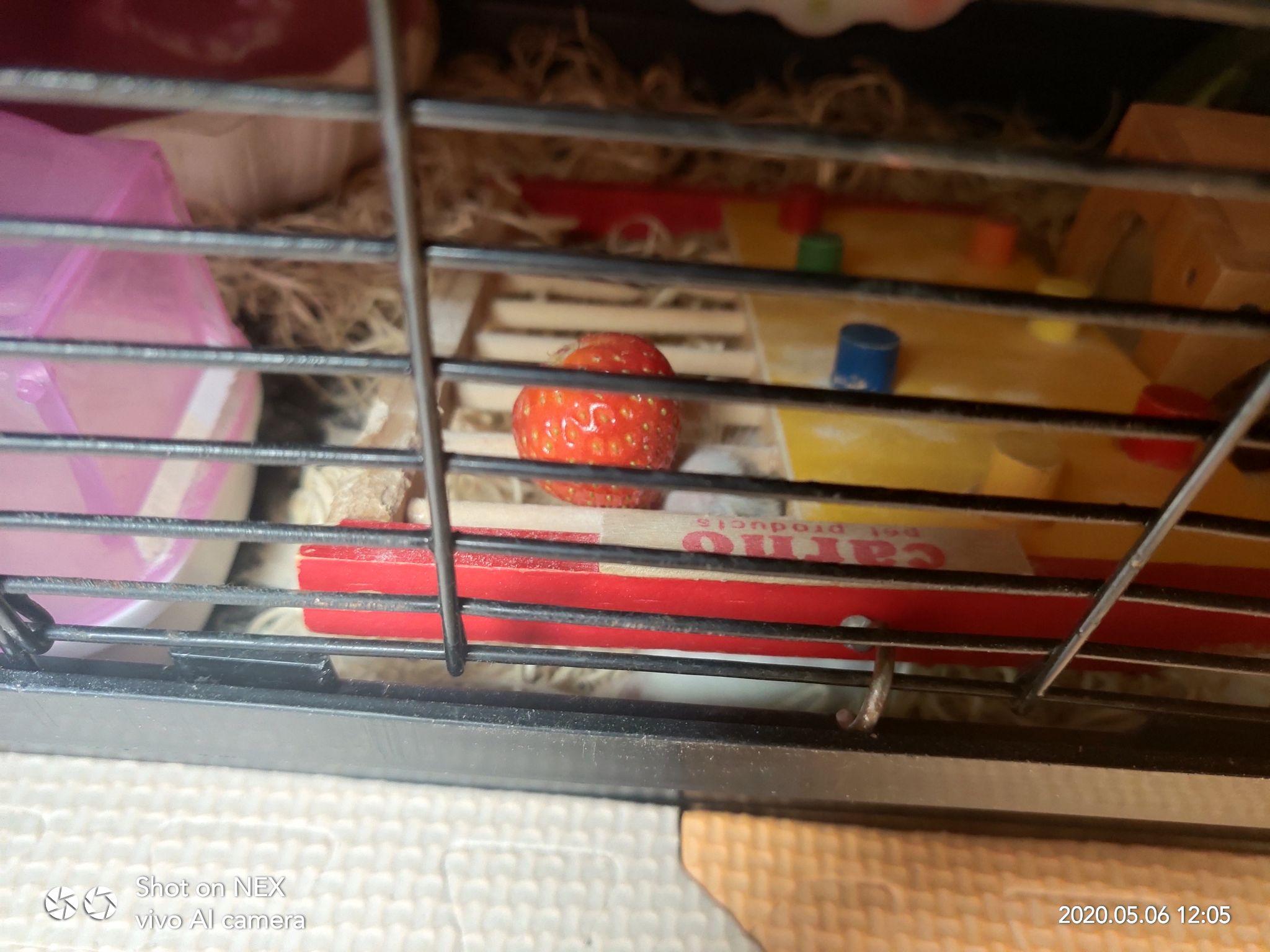 银狐仓鼠笼子47基装备齐全仓鼠老想着越狱还在床底下做了一个窝不给它