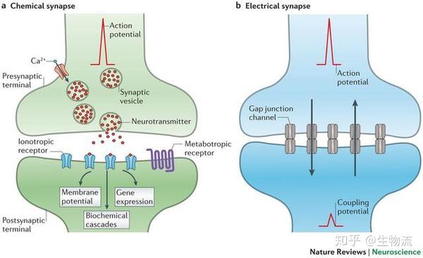 神经元之间的隧道电突触