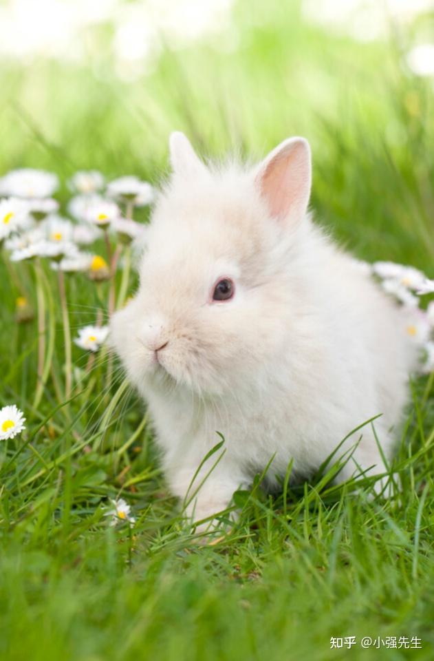 我家小兔白白