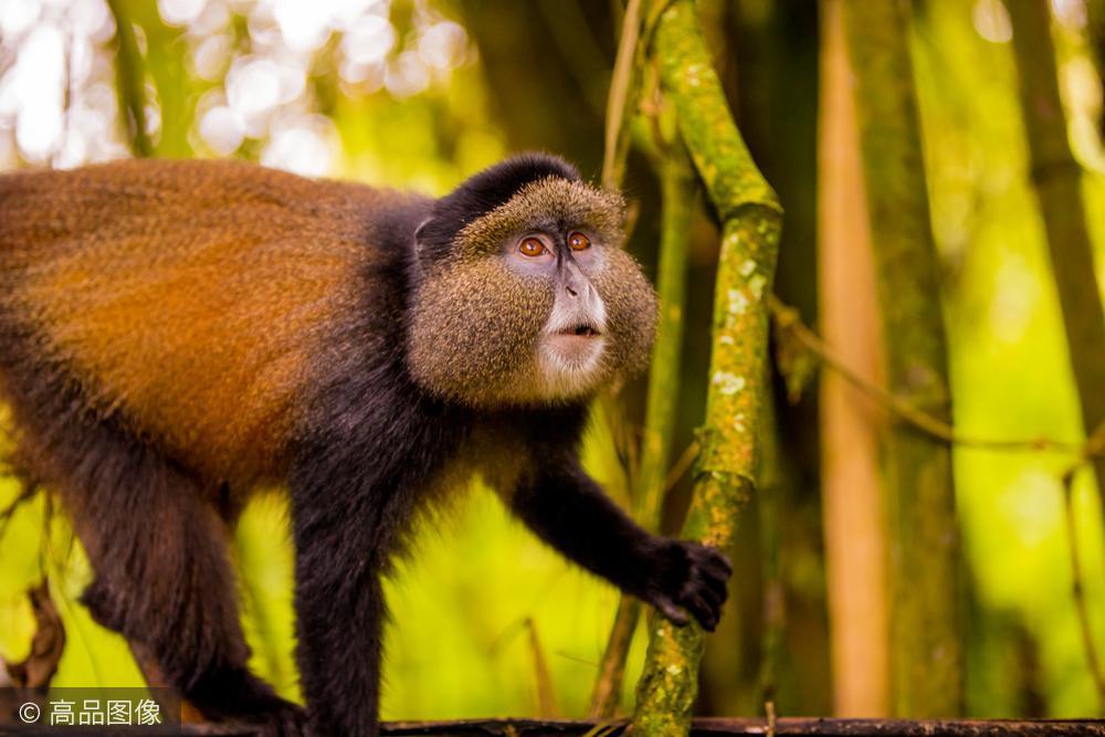脸大如盆的长尾猴世界珍奇动物之一