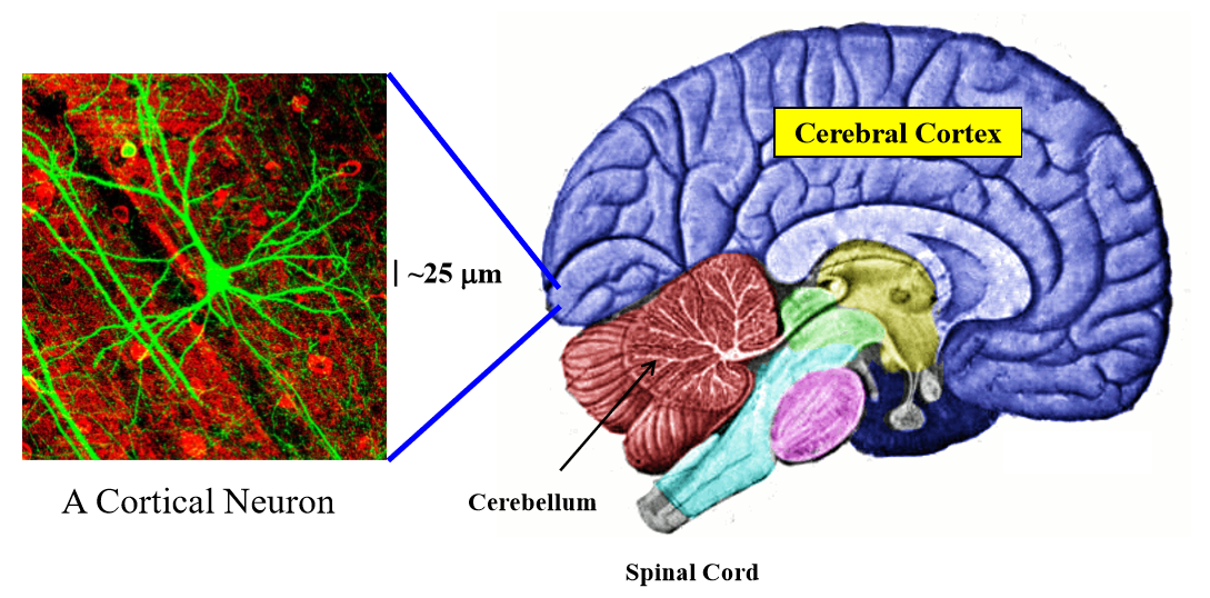 华盛顿大学计算神经科学week12