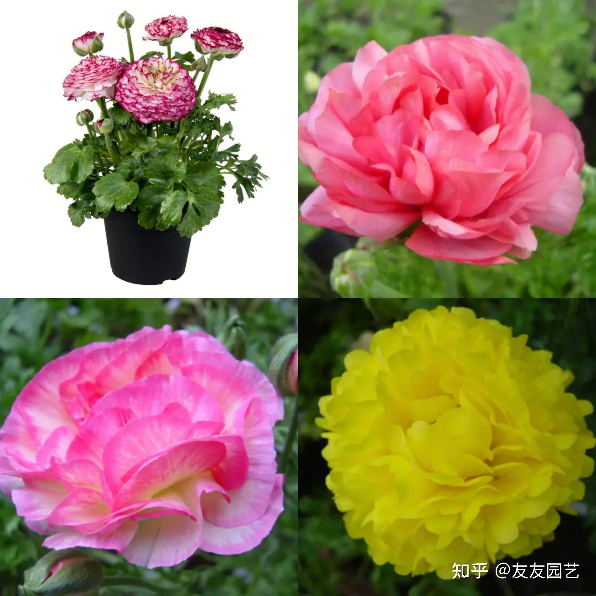 花毛茛家庭盆栽花后如何管理能结多而饱满的种子让好花年年开