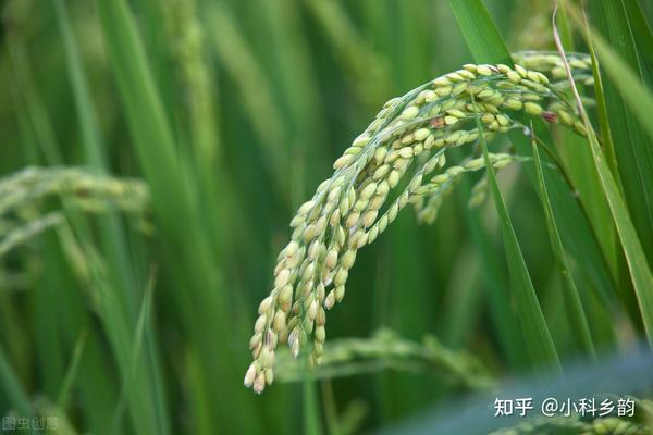没有数据我会死的干货分享——五谷之水稻篇 - 知乎