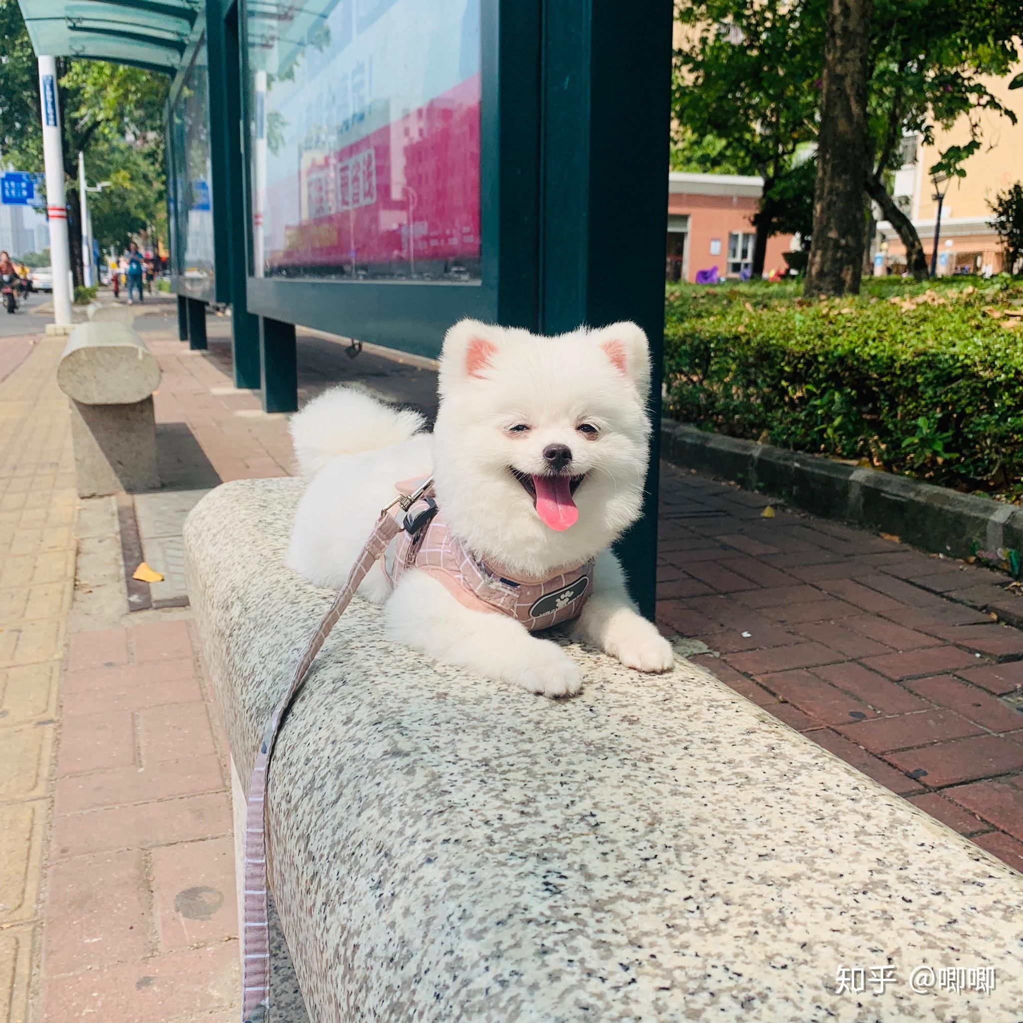 是不是所有博美都适合俊介发型? - 知乎