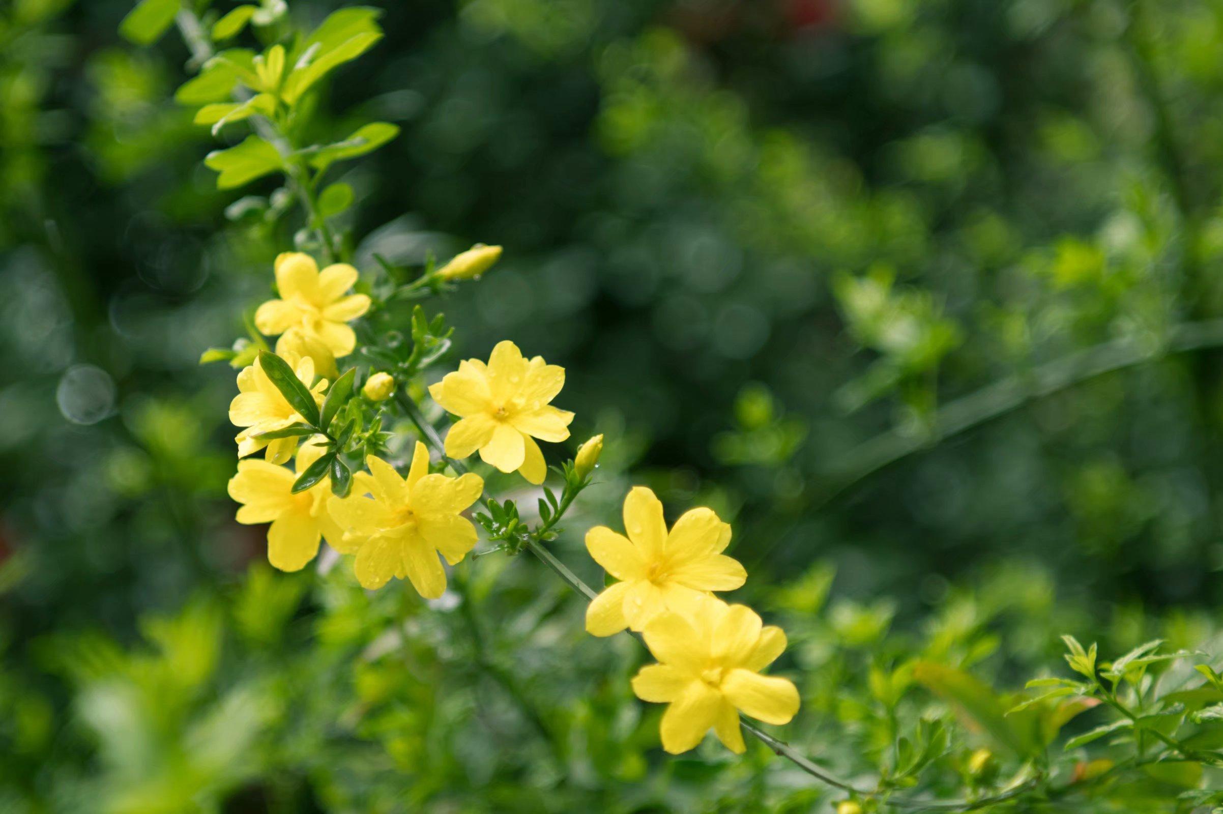 你知道迎春花的花语吗