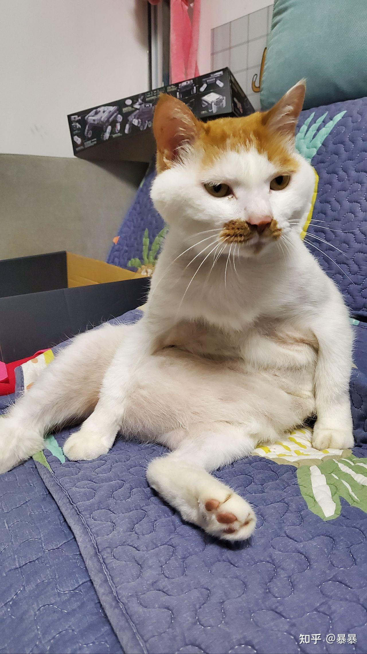 可以放一张猫猫睡懒觉的照片吗