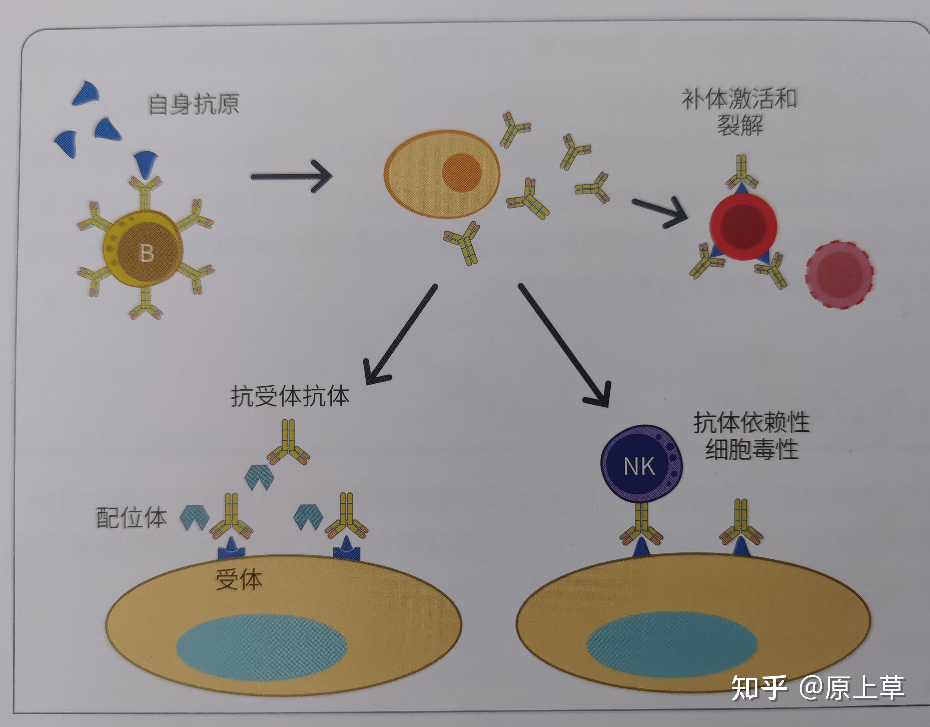 這種反應引起的損傷是由於th2淋巴細胞和免疫球蛋白e(ige)介導