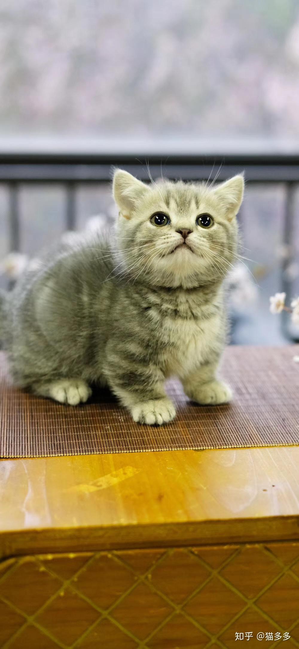 养曼赤肯曼基康小短腿猫是怎样一种体验