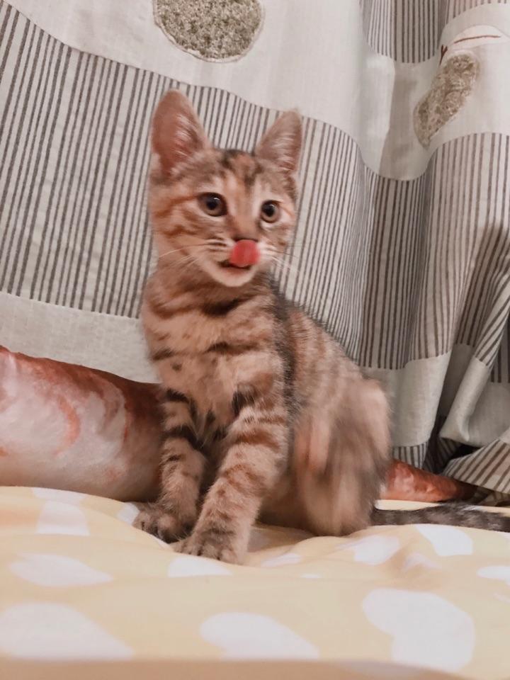 养六个月以下的小奶猫是怎样的体验