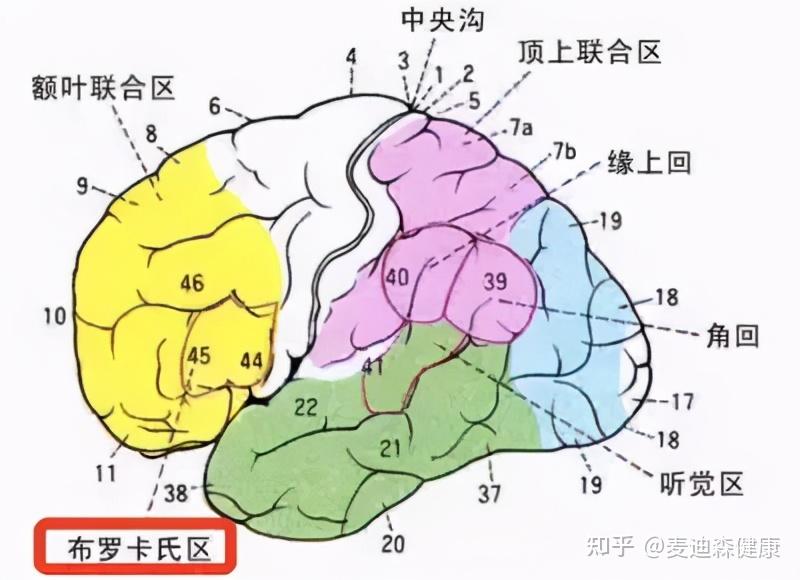 在这里就要介绍人类大脑中的一个神秘区域—布罗卡区,英文叫做