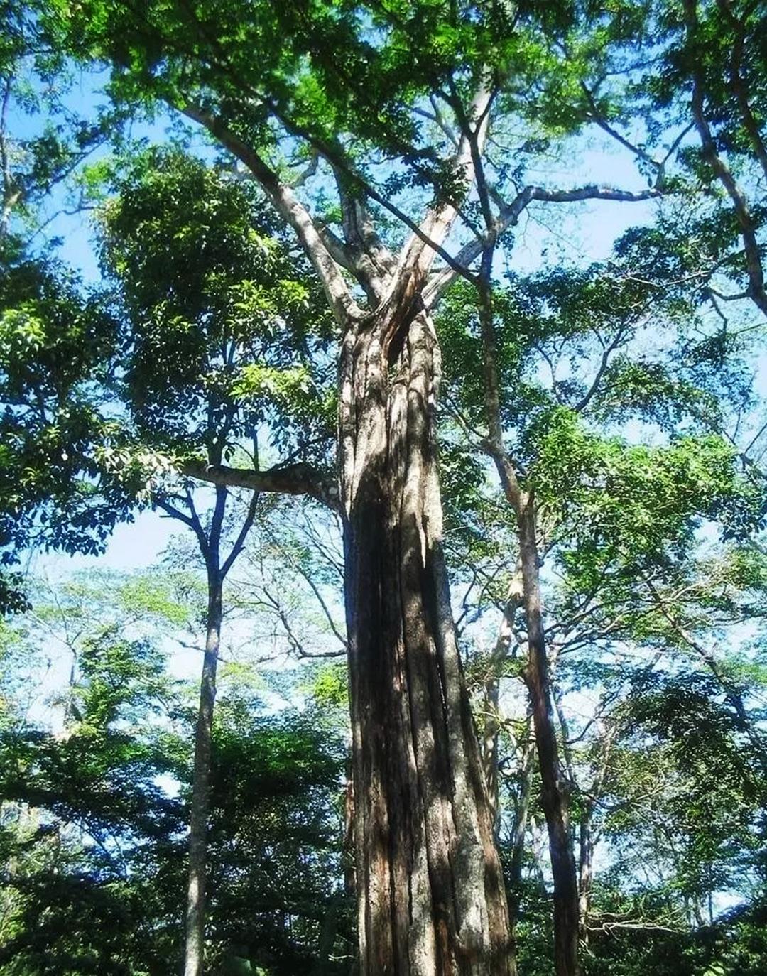 天赋奇香皇室至尊极品南美材香脂木豆