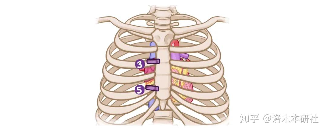 人体解剖学基础——心脏篇（Heart） - 知乎