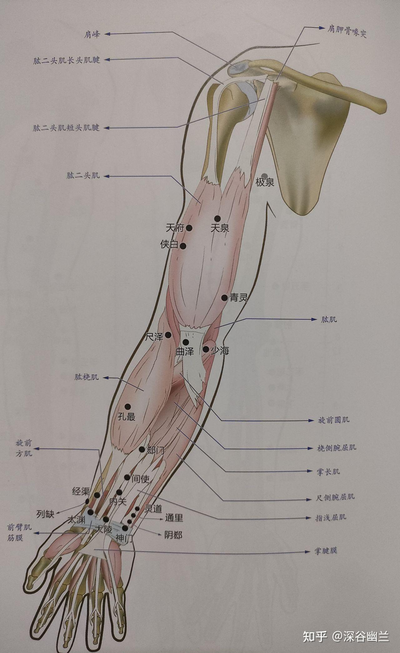 5寸,当肱桡肌与拇长展肌腱之间.
