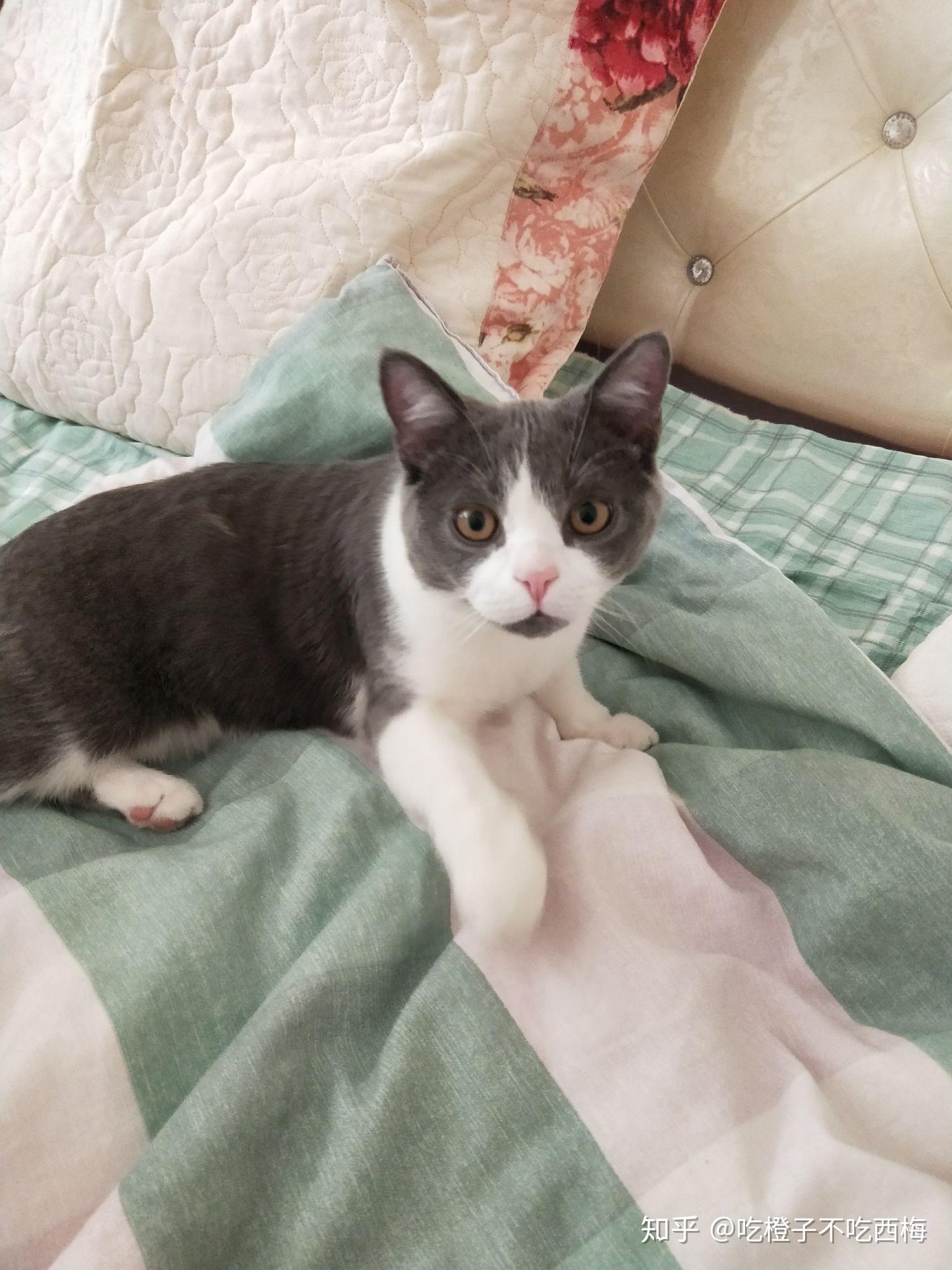 成年英短蓝白母猫能有多大? - 知乎