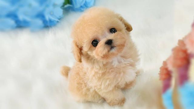 泰迪和比熊 哪一种狗狗比较容易养 其实比熊有个明显缺点 知乎 泰迪和比熊 哪一种狗狗比较容易养 其实比熊有个明显缺点 知乎