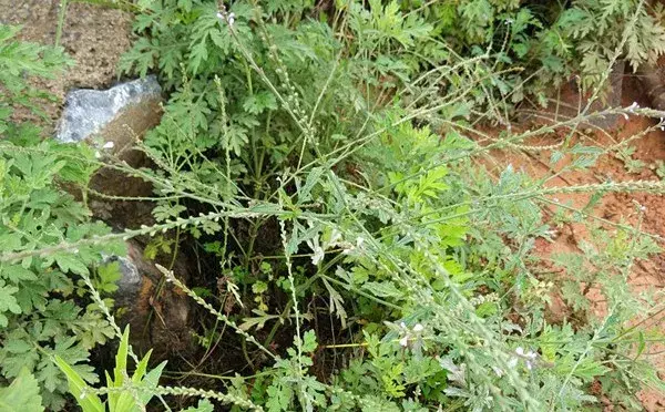 云南60种野生草药图片