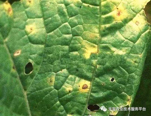 丝瓜常见病虫害对照图谱