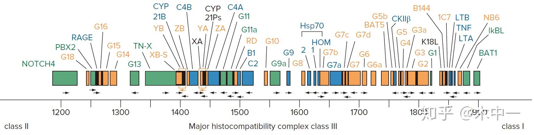 基因在不同物种基因组中的排列并非一致人类基因组中仅发现了27000个