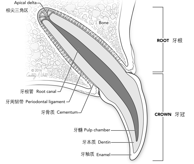 狗狗牙齿图片 构造图片