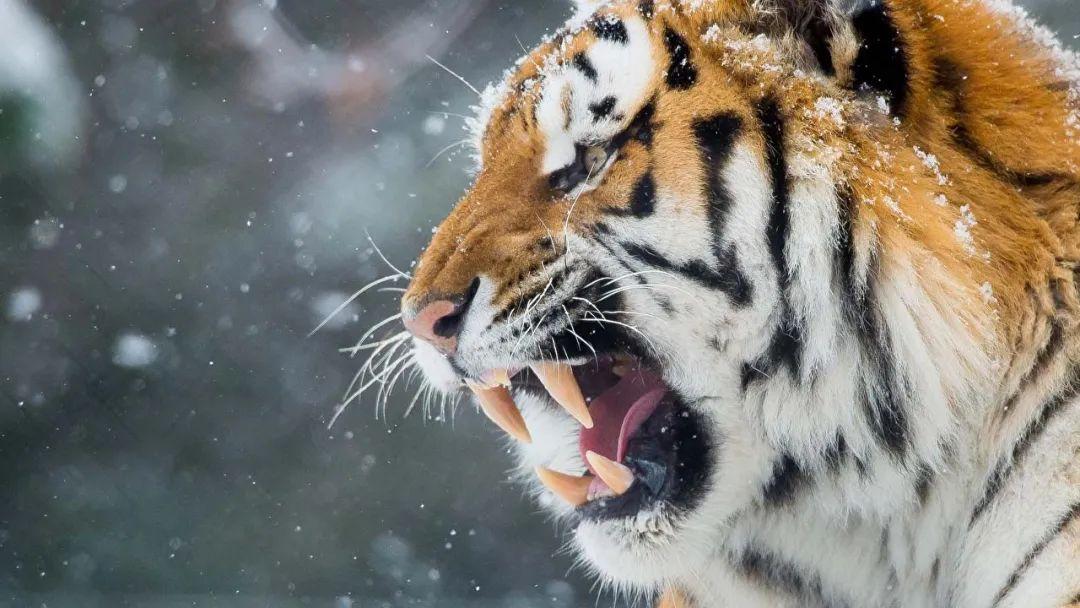 生命的力量课让你内心更强大的情绪炼金术愤怒的力量