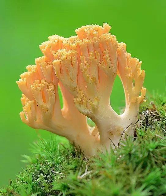 野生菌种类大科普之珊瑚菌 知乎