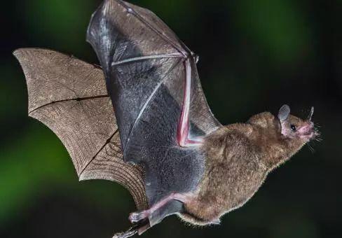 武汉肺炎病毒基因谱公开为蝙蝠sars变种泰国现首例感染病例