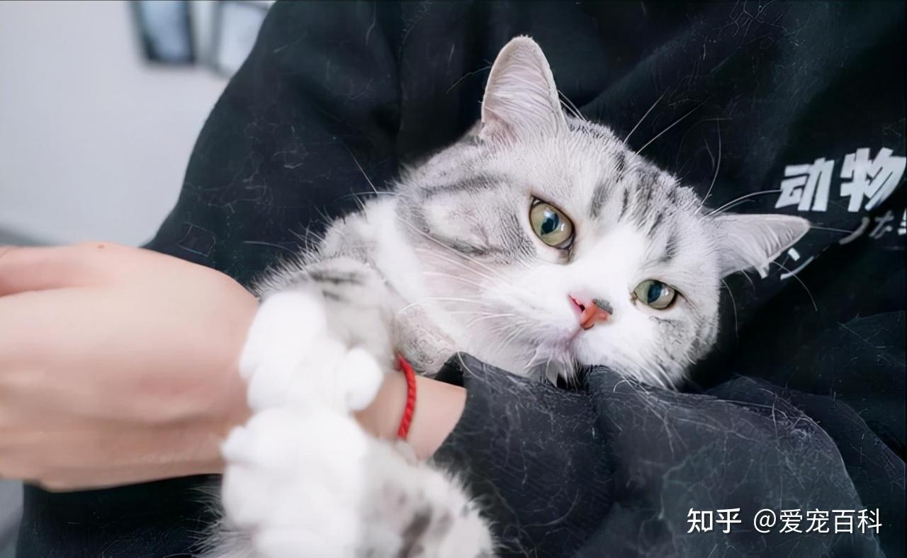 实话实说,爱养猫的都是这几种人,有你吗? - 知乎