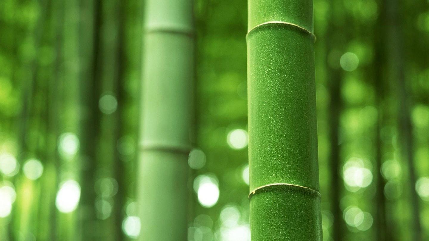 肖战 无波真古井 有节是秋筠 知乎 肖战 无波真古井 有节是秋筠 知乎