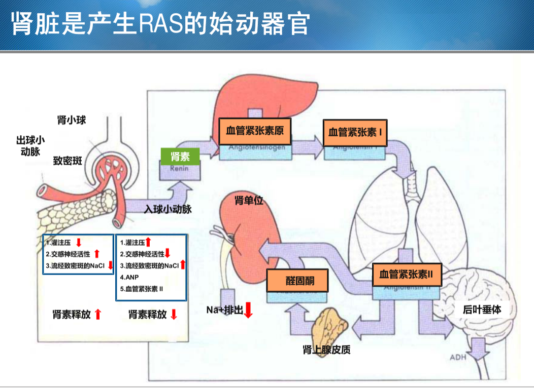 122 肾素之现——话说肾素-血管紧张素系统 - 知乎