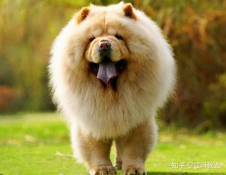 揭秘:松狮犬究竟有多“可怕”? - 知乎