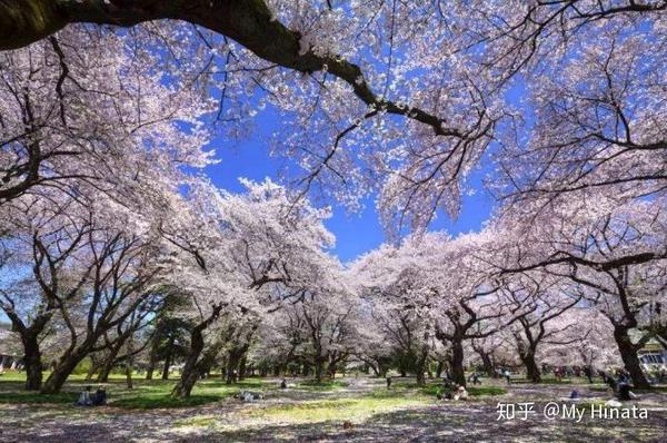 最美的季节遇见你 日本樱花祭全攻略 知乎