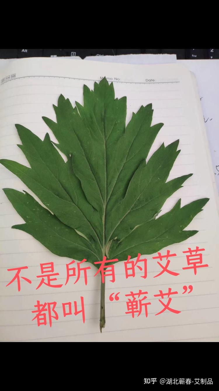 蕲艾王振图片