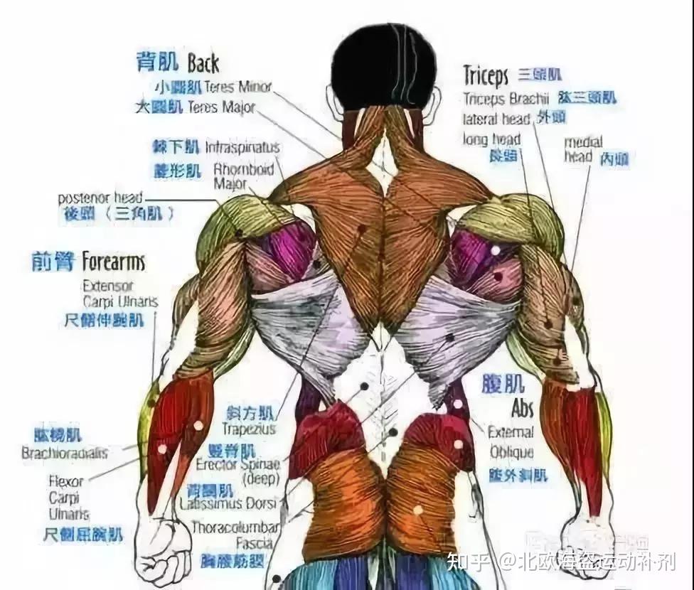 史上最全练背指南!每一块背部肌肉都安排的明明白白 - 知乎