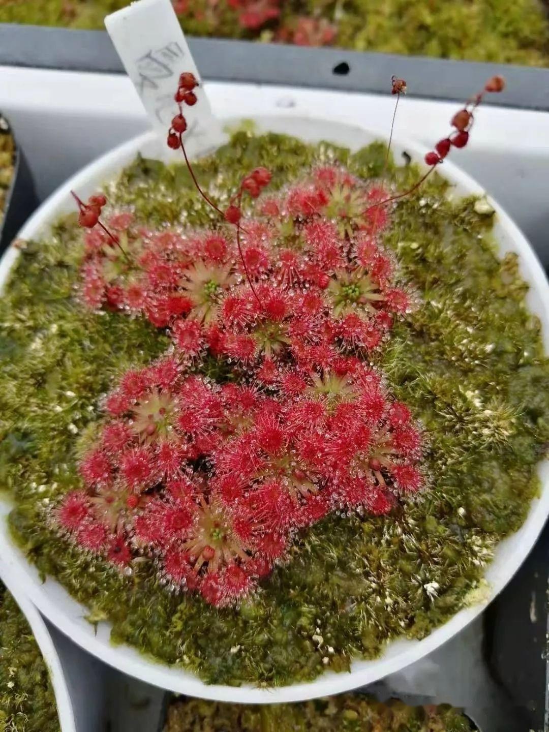 那些不起眼的食肉植物:迷你茅膏菜 凭借着梦幻绚丽的黏液温暖着整个漫长的寒冬 - 知乎