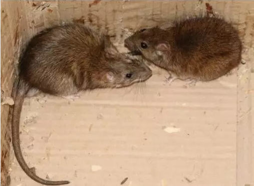 小鼠战大鼠靠气味取胜饭点慎入