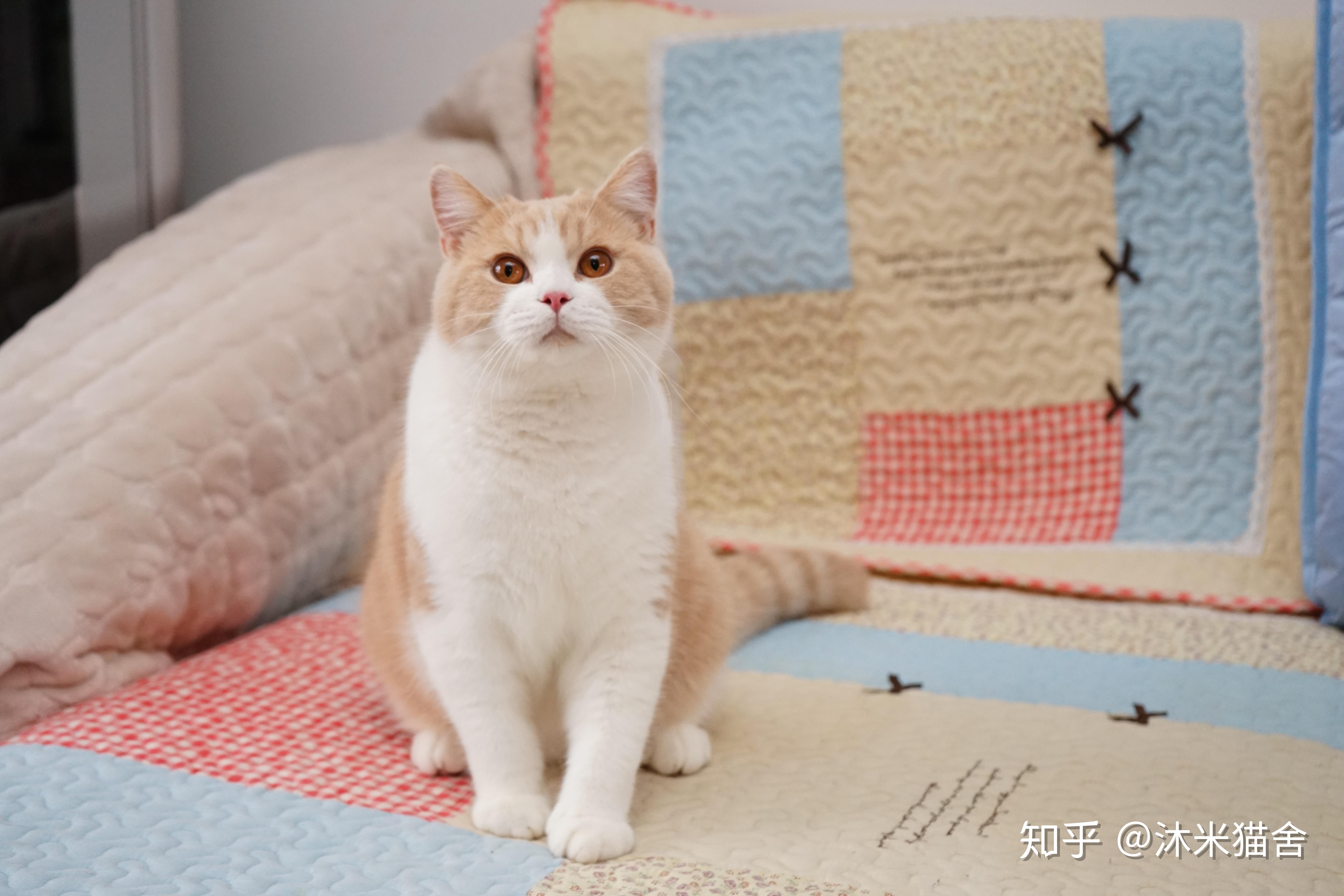 能分享一下你养的乳白英短吗